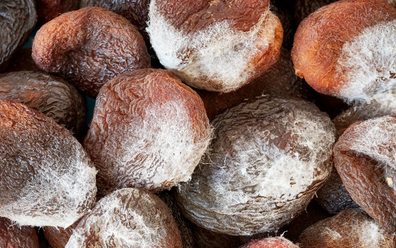 micotoxinas-en-los-alimentos